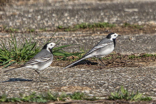 trasochvost biely  Motacilla alba