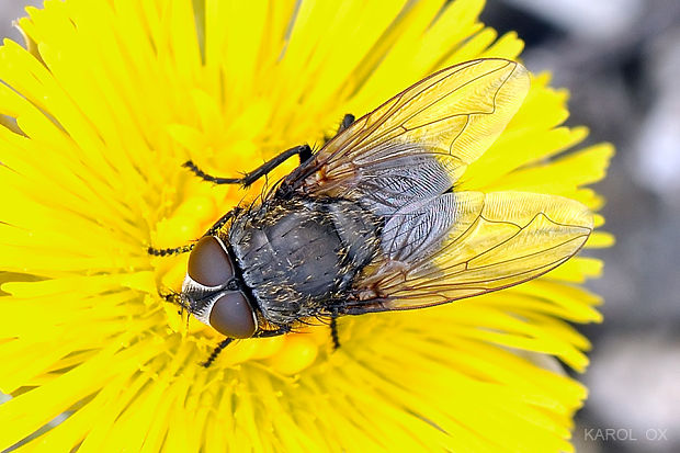 bzučivka Pollenia labialis  (cf.)