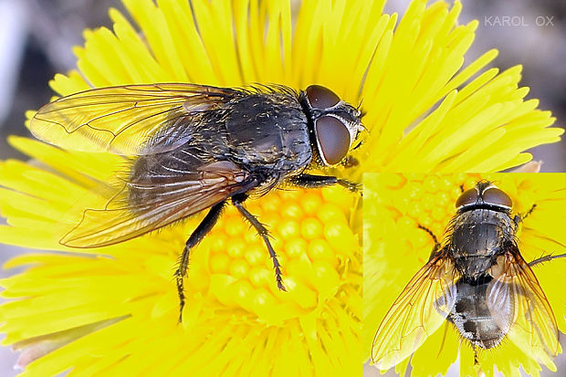 bzučivka Pollenia labialis (cf.)