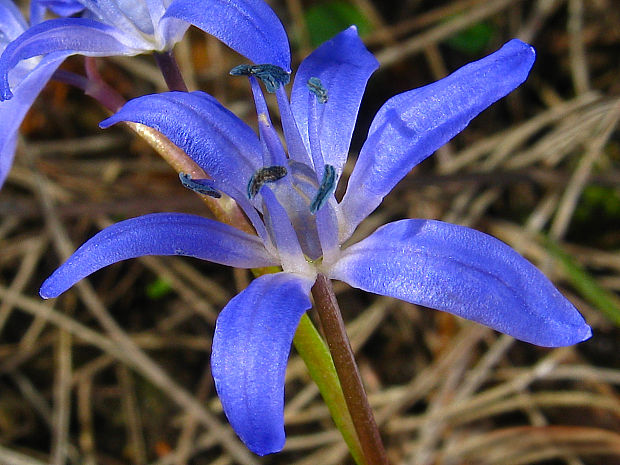 scila Scilla bifolia subsp. rara Trávníček