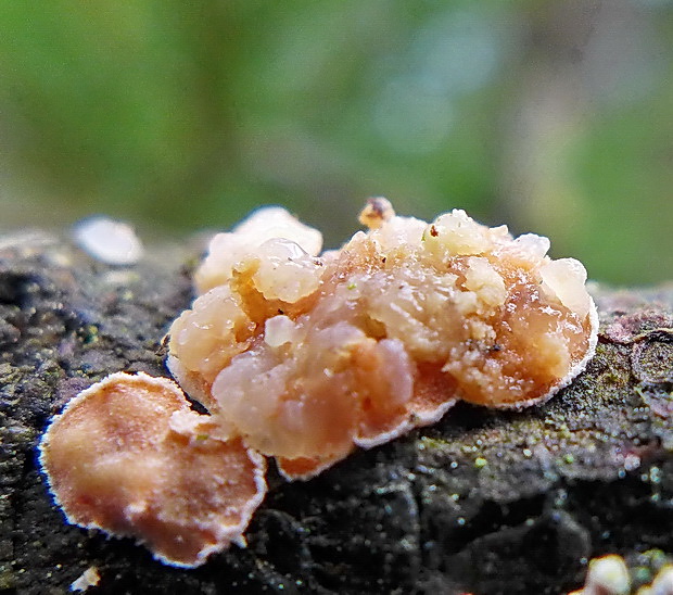 rôsolovka  Tremella sp.