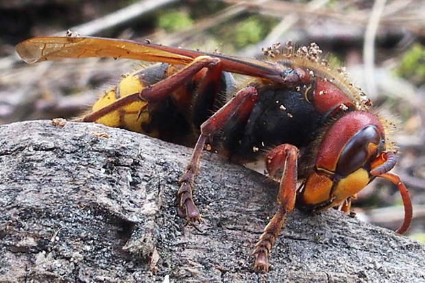 sršeň obyčajný Vespa crabro