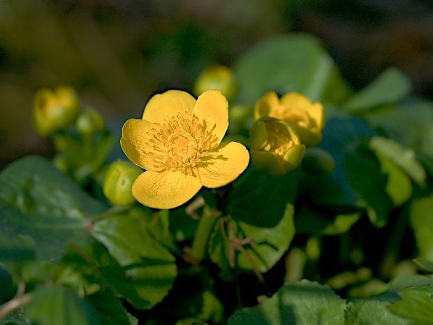 záružlie močiarne Caltha palustris L.