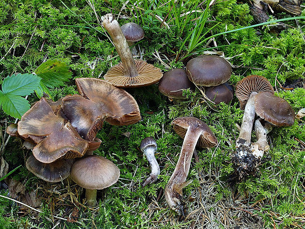 pavučinovec páchnuci Cortinarius umbrinolens P.D. Orton