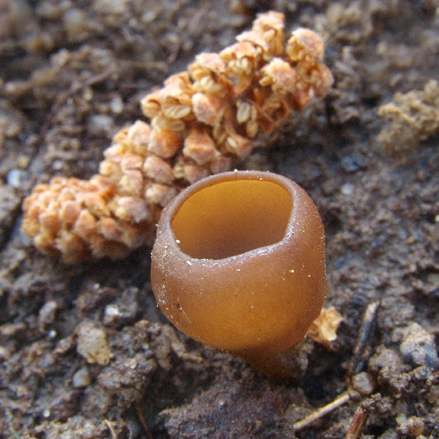 hľuznatka veternicová Dumontinia tuberosa (Bull.) L.M. Kohn