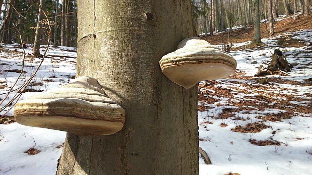 práchnovec kopytovitý Fomes fomentarius (L.) J.J. Kickx