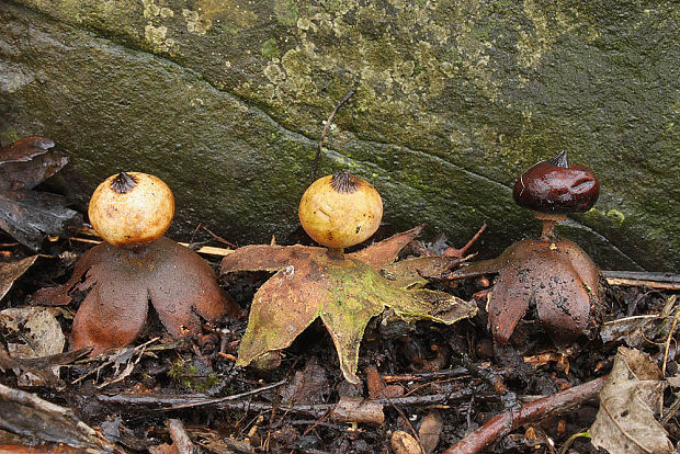 hviezdovka golierikovitá Geastrum striatum DC.