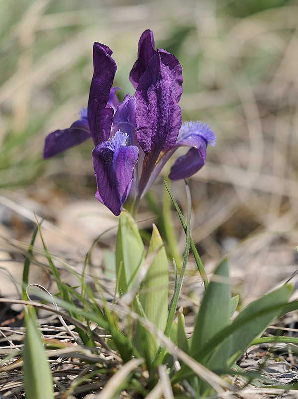 kosatec nízky Iris pumila L.