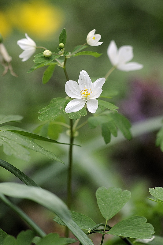 veterník žltuškovitý Isopyrum thalictroides L.