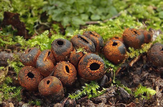 pakorienkovka čierna Plectania melastoma (Sowerby) Fuckel