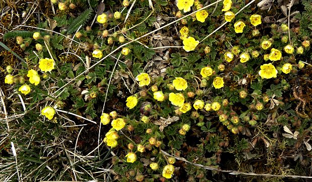 nátržník piesočný Potentilla arenaria Borkh.