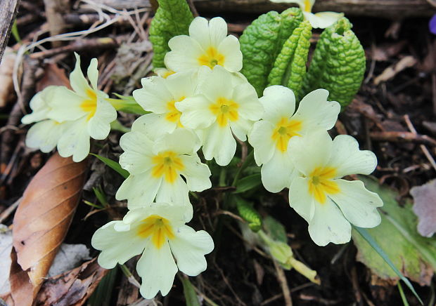 prvosienka bezbyľová Primula acaulis (L.) L.