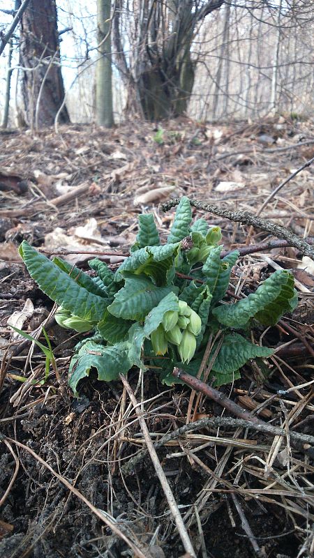 prvosienka jarná Primula veris L.