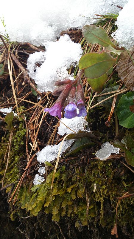 pľúcnik tmavý Pulmonaria obscura Dumort.