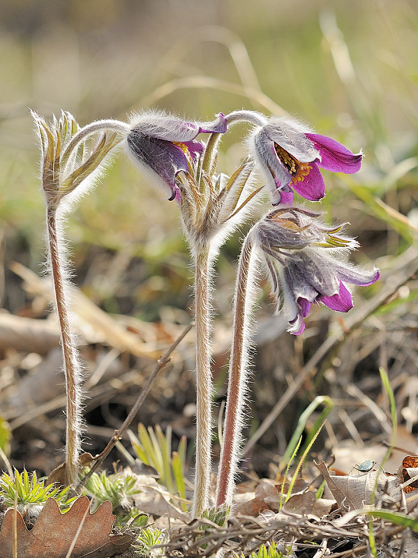 poniklec lúčny český Pulsatilla pratensis subsp. bohemica Skalický