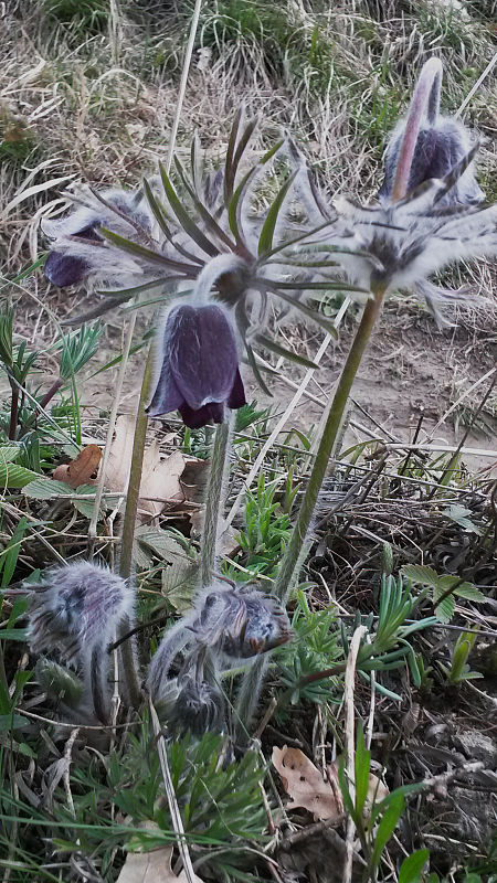 poniklec lúčny český Pulsatilla pratensis subsp. bohemica Skalický