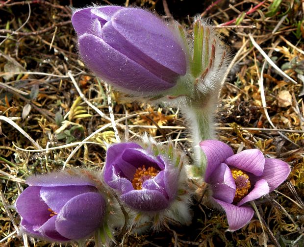 poniklec slovenský Pulsatilla slavica Reuss