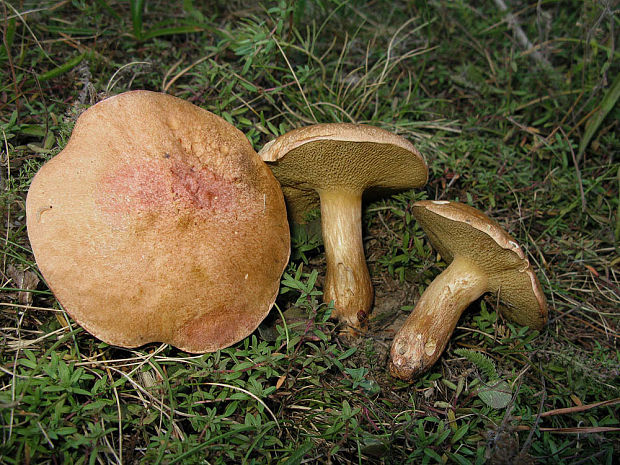 masliak kravský Suillus bovinus (Pers.) Roussel