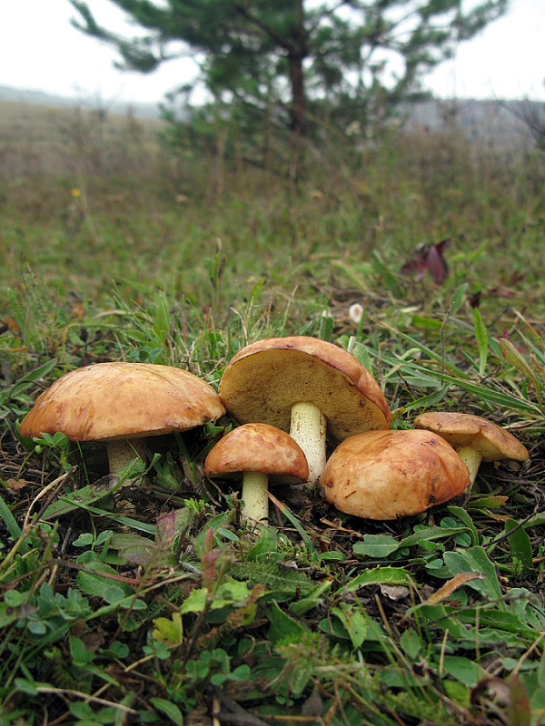 masliak zrnitý Suillus granulatus (L.) Roussel