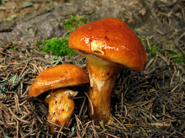 masliak smrekovcový Suillus grevillei (Klotzsch) Singer