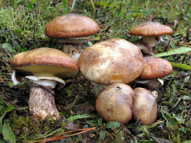 masliak obyčajný Suillus luteus (L.) Roussel