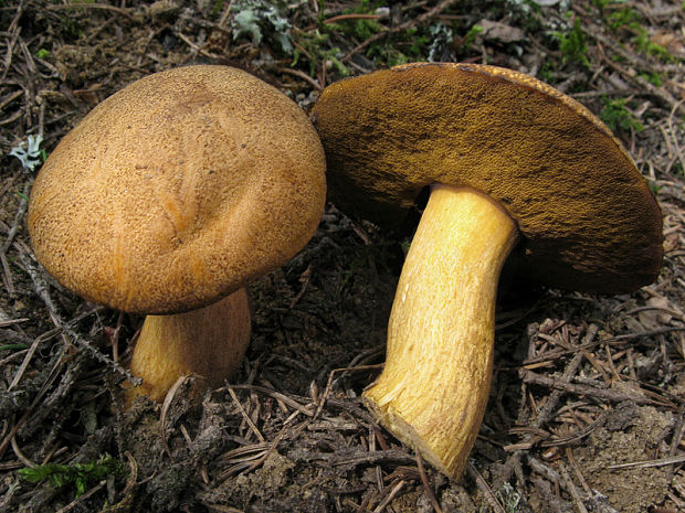 masliak strakatý Suillus variegatus (Sw.) Kuntze