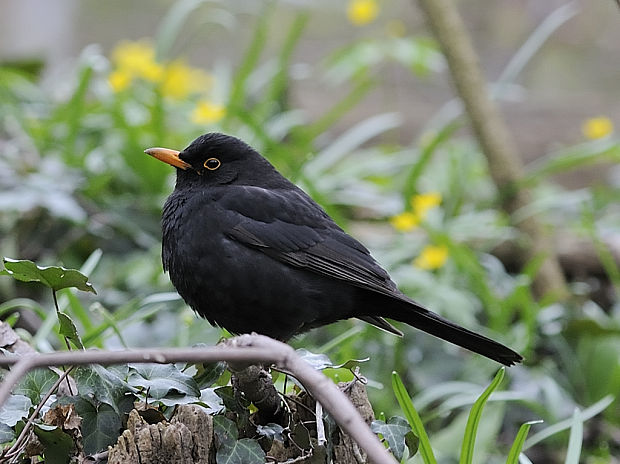 drozd čierny Turdus merula