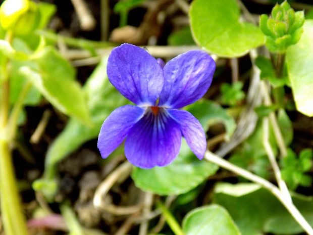 fialka Viola sp.