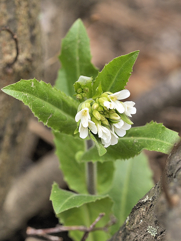 arábka ovisnutá Arabis turrita L.