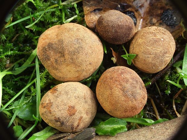 srnka obyčajná Elaphomyces granulatus Fr.