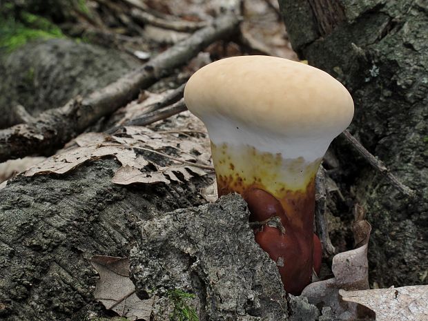 lesklokôrovka obyčajná Ganoderma lucidum (Curtis) P. Karst.