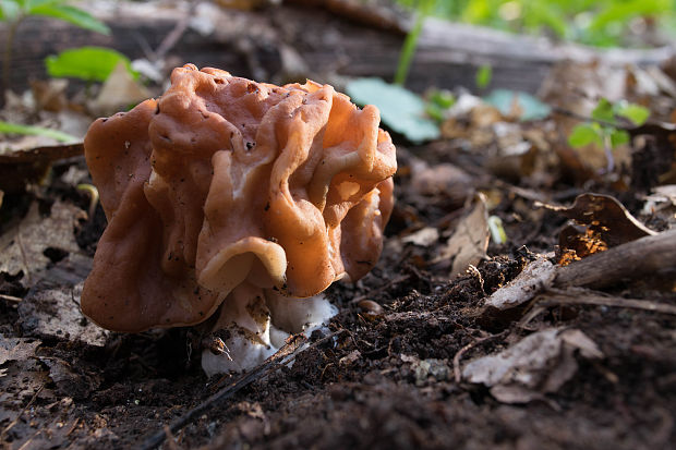 ušiak obrovský Gyromitra gigas (Krombh.) Cooke