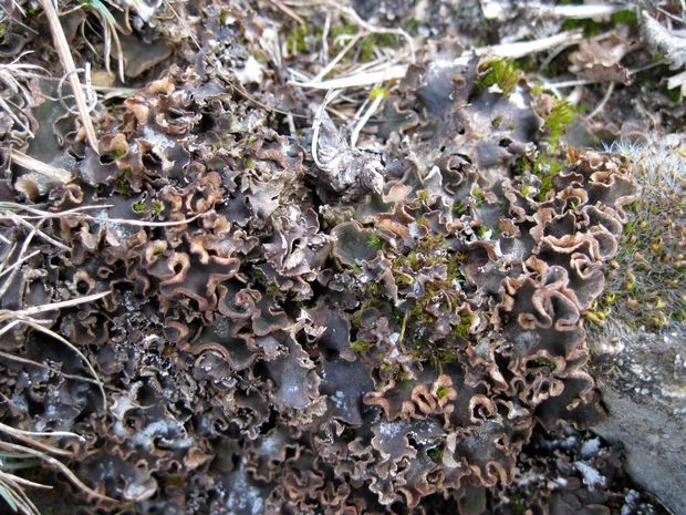 štítnatec červenkastý Peltigera rufescens Hook. f.