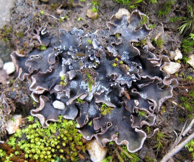 štítnatec červenkastý Peltigera rufescens Hook. f.