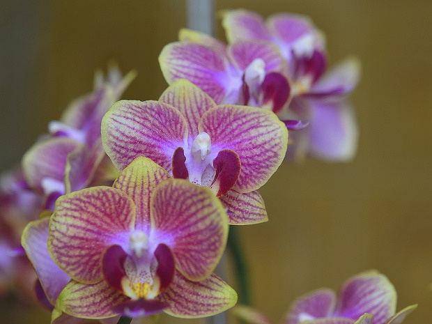 phalaenopsis Phanaeopsis sp. Benth.