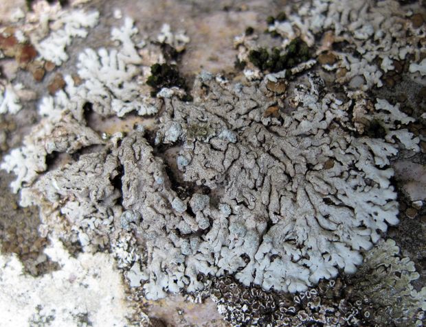 fyscia modrosivá Physcia caesia