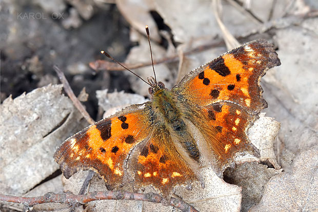 babôčka zubatokrídla  Polygonia c-album