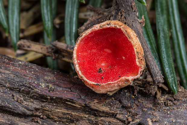 ohnivec šarlátový Sarcoscypha cf. coccinea (Gray) Boud.