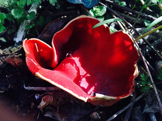 ohnivec šarlátový Sarcoscypha coccinea (Gray) Boud.