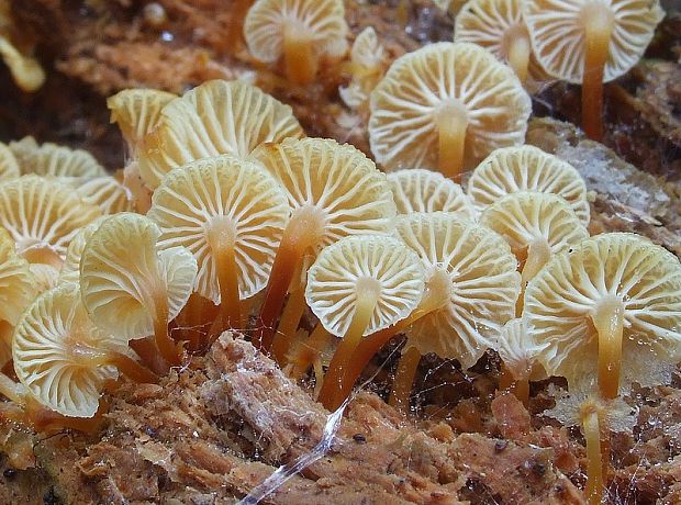 tanečnička zvončekovitá Xeromphalina campanella (Batsch) Maire