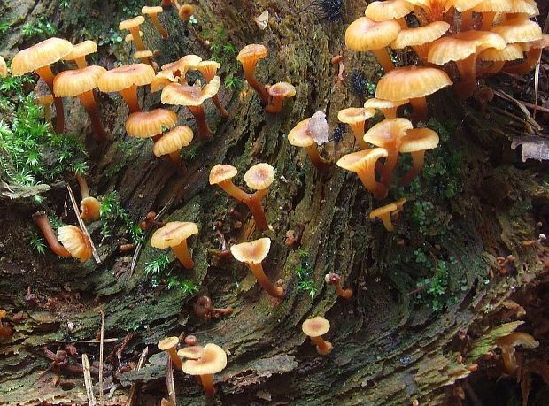 tanečnička zvončekovitá Xeromphalina campanella (Batsch) Maire