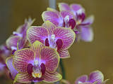 phalaenopsis