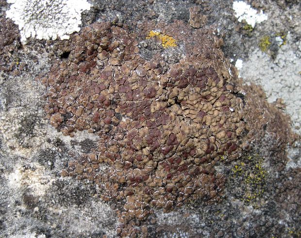 mnohospórovka Acarospora cervina (Ach.) A. Massal.