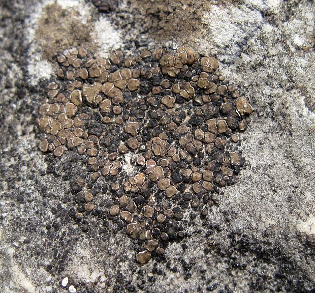 mnohospórovka sivoplodá Acarospora glaucocarpa (Ach.) Körb.