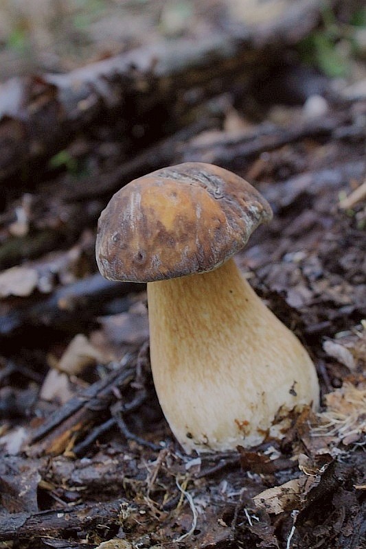 hríb bronzový Boletus aereus Bull. ex Fr.