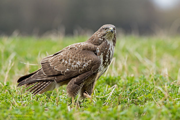 myšiak hôrny Buteo buteo