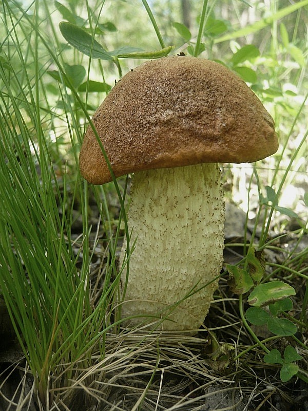 kozák osikový Leccinum albostipitatum den Bakker & Noordel.