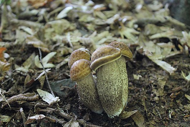 kozák hrabový Leccinum pseudoscabrum (Kallenb.) Šutara