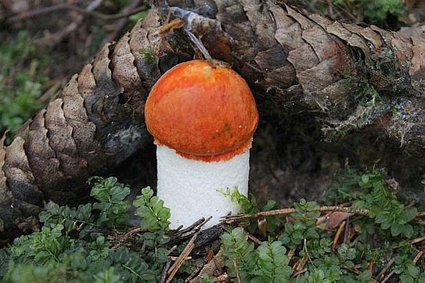 kozák osikový Leccinum rufum var. decipiens (Singer) Klofac