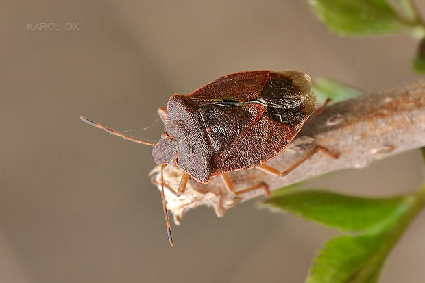 bzdocha zelená Palomena prasina f. rosea